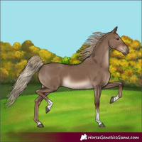 Horse Color:Liver Red Dun Tobiano Rabicano 