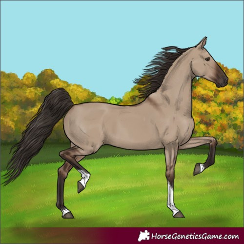 Horse Color:Liver Red Dun Tobiano Rabicano 