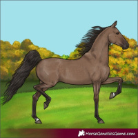 Horse Color:Liver Red Dun Rabicano