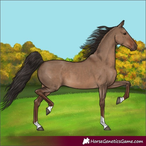Horse Color:Liver Red Dun Tobiano 