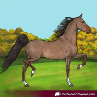 Horse Color:Liver Red Dun Tobiano 