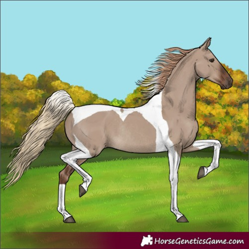 Horse Color:Liver Red Dun Tobiano Rabicano 