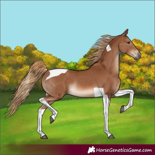 Horse Color:Chestnut Tobiano Rabicano 