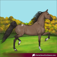 Horse Color:Liver Red Dun Tobiano 
