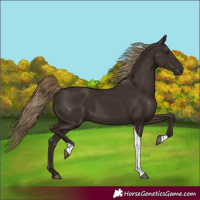 Horse Color:Liver Chestnut Tobiano 