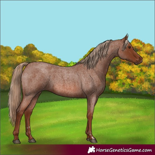 Horse Color:Red Roan 