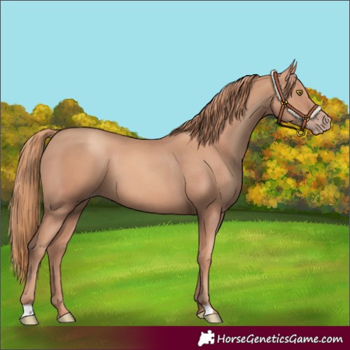 Horse Color:Gold Champagne