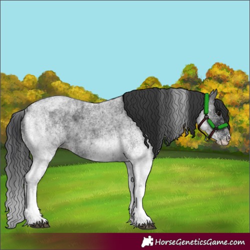 Horse Color:White Spotted Blue Roan Rabicano and White Spotted Blue Roan Rabicano