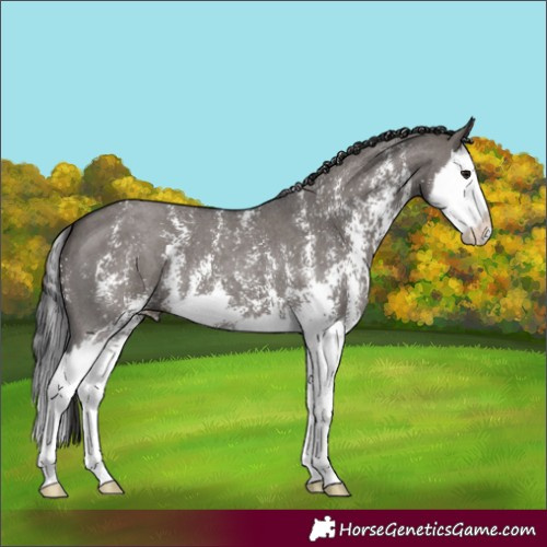Horse Color:Smoky Grullo Sabino Splash 