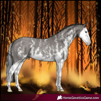 Horse Color:Smoky Grullo Sabino Splash 
