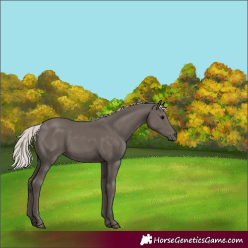 Horse Color:Silver Black