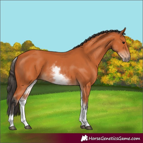 Horse Color:White Spotted Bay 