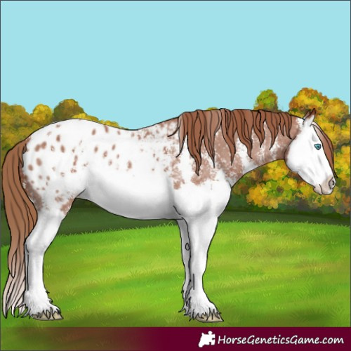 Horse Color:Chestnut Sabino Splash Appaloosa 
