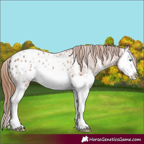 Horse Color:Chestnut Sabino Splash Appaloosa 