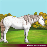 Horse Color:Chestnut Sabino Splash Appaloosa 