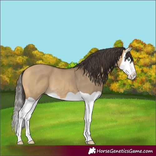 Horse Color:Buckskin Dun Splash 