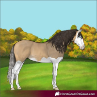 Horse Color:Buckskin Dun Splash 