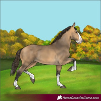 Horse Color:Buckskin Splash 