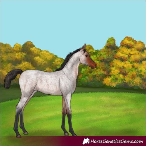 Horse Color:Bay Roan 