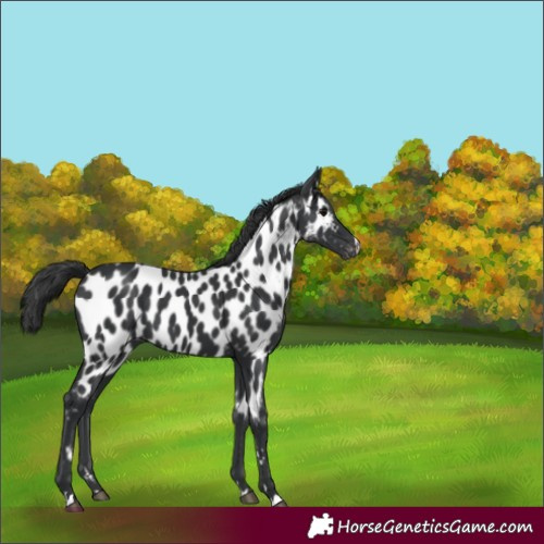 Horse Color:Black Appaloosa