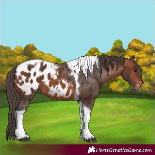 Horse Color:Bay Tobiano Blanket 