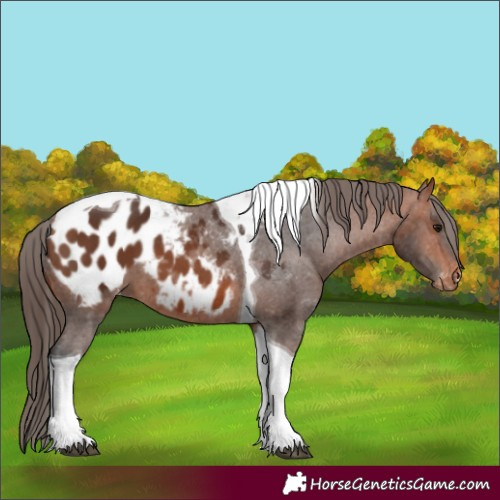 Horse Color:Bay Tobiano Appaloosa 