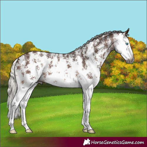 Horse Color:Gray Silver Bay Sabino Splash 