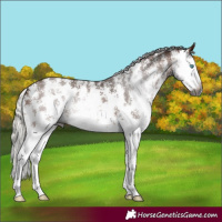 Horse Color:Gray Silver Bay Sabino Splash