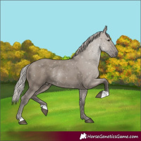 Horse Color:Silver Grullo Rabicano
