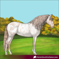 Horse Color:Gold Champagne Roan Appaloosa 