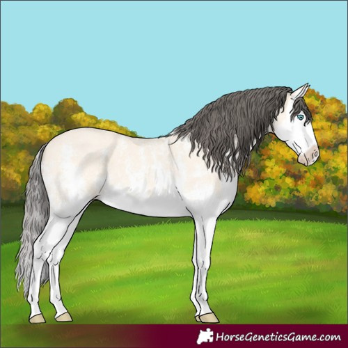 Horse Color:Amber Cream Champagne Sabino Splash 