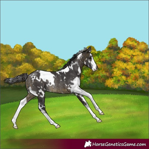 Horse Color:White Spotted Buckskin Sabino Rabicano 