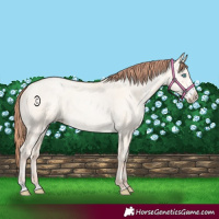 Horse Color:Sable Cream Champagne Pearl Dun Sabino Rabicano