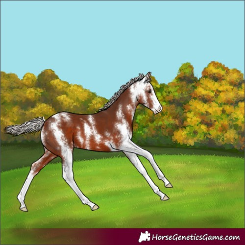 Horse Color:Silver Brown Sabino Appaloosa 