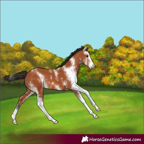 Horse Color:Bay Sabino 