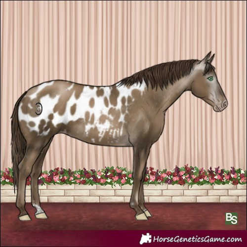 Horse Color:Gray Smoky Black Pearl Appaloosa Rabicano 