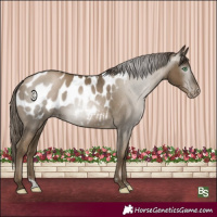 Horse Color:Gray Smoky Black Pearl Blanket Rabicano 