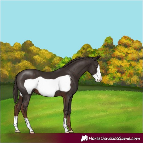 Horse Color:Liver Chestnut Frame 