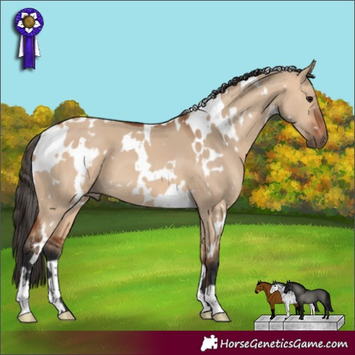 Horse Color:White Spotted Bay Dun 