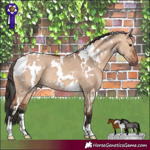 Horse Color:White Spotted Bay Dun 