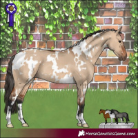 Horse Color:White Spotted Bay Dun 