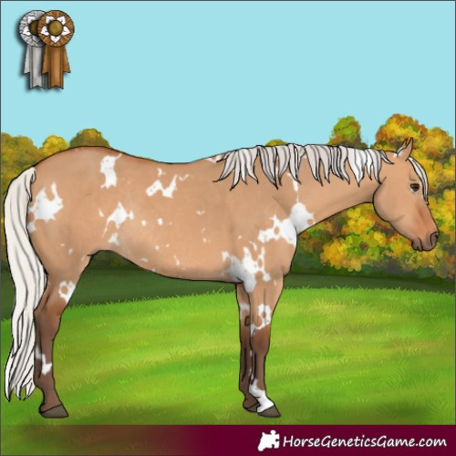Horse Color:White Spotted Silver Bay Dun Rabicano 