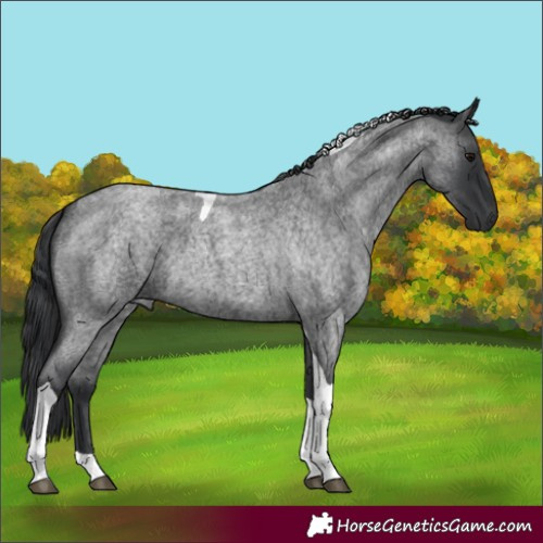 Horse Color:Blue Roan Tobiano
