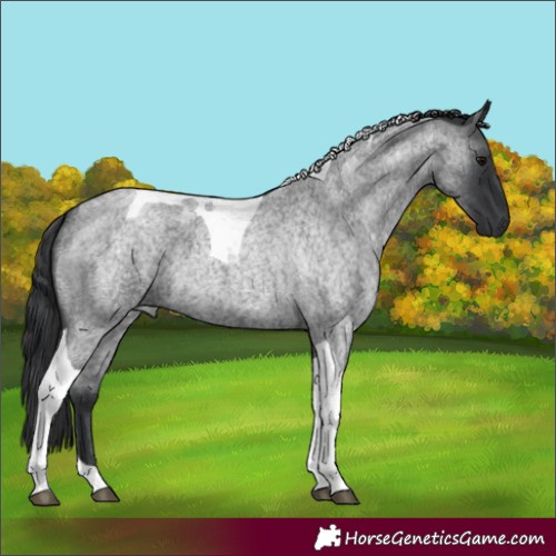 Horse Color:Blue Roan Tobiano