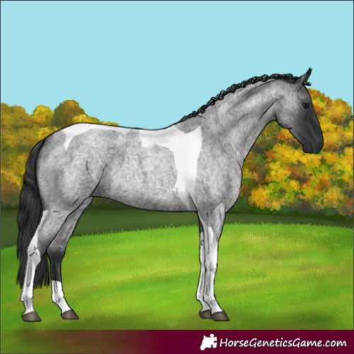 Horse Color:Blue Roan Tobiano
