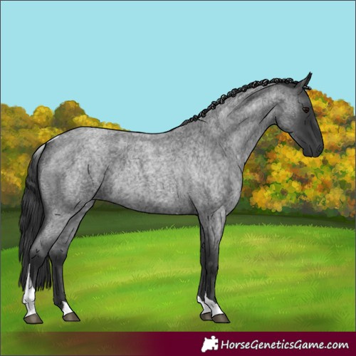 Horse Color:Blue Roan Tobiano