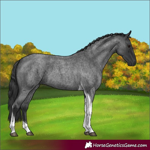Horse Color:Blue Roan Tobiano 