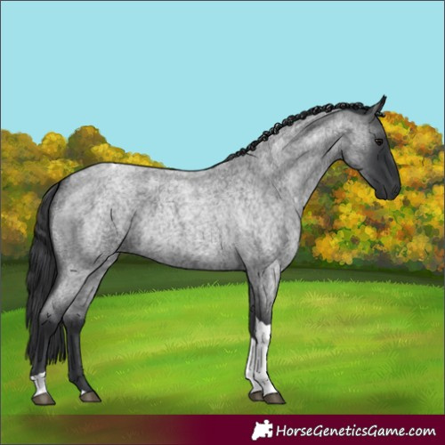 Horse Color:Blue Roan Tobiano