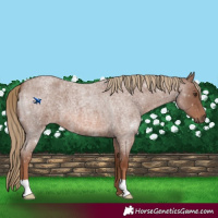 Horse Color:Red Roan