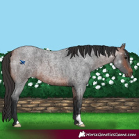 Horse Color:Bay Roan 